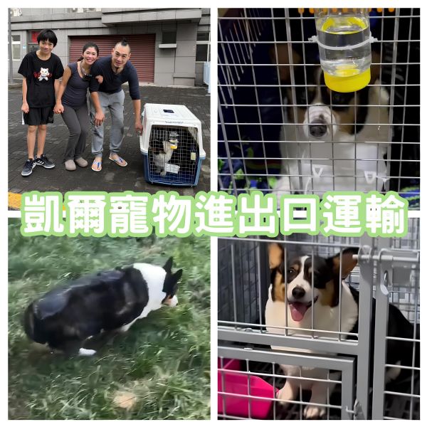 2025/01/03『中國飛台灣』柯基犬陪主人中國移民至台灣囉~~~